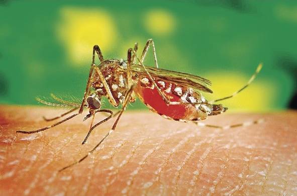 Brasil registra la más alta proporción de casos de chikungunya y covid-19 en la región