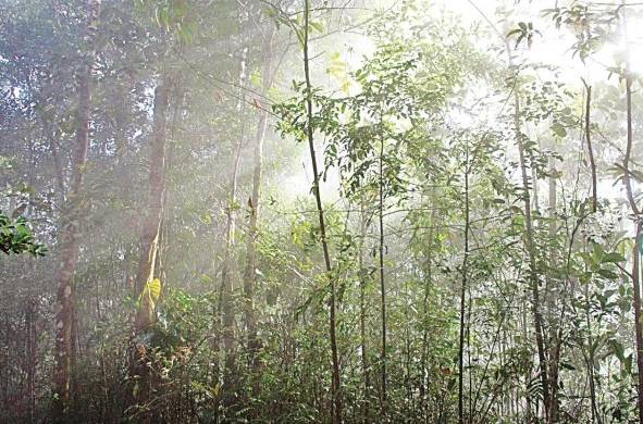 Los bosques panameños son los grandes pulmones del país ya que atrapan la mayor cantidad de dióxido de carbono (Co2).