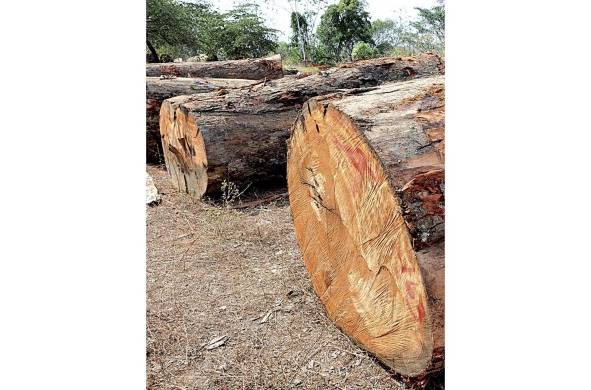 La exportación de madera bajó a 3.6%.