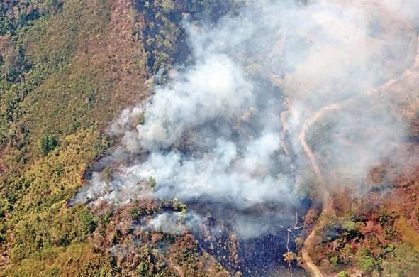 Más de 74 mil hectáreas de bosques se han perdido por incendios