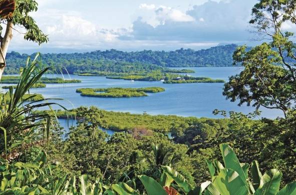 Entre 1960 y 2016 Panamá perdió el 68% de la cobertura de manglar.