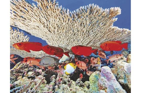 El arrecife de coral en el Monumento Nacional Marino de las islas Hawai noroccidentales, es una zona protegida por su importancia para diversas especies.