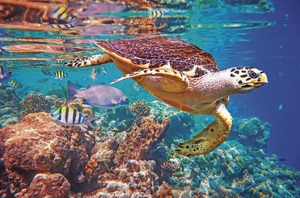 Entre las especies acuáticas afectadas se encuentran las tortugas marinas, las medusas, los corales y los crustáceos