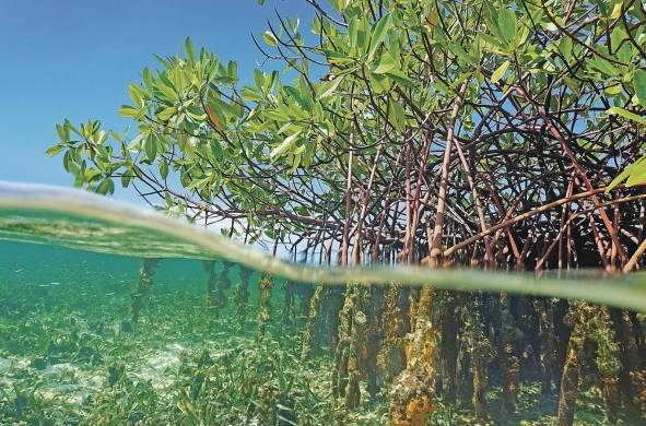 Los manglares son fuente de ecoturismo y criaderos de peces comerciales.