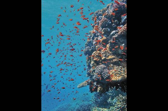 Panamá cuenta con arrecifes coralinos en sus dos costas.