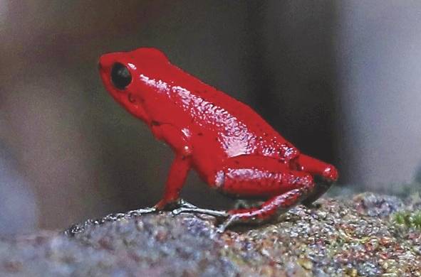 Rana flecha roja, su nombre científico es 'Oophaga pumilio'.