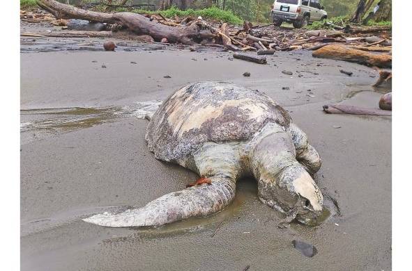 Más de 100 tortugas marinas muertas han sido reportadas por las autoridades.