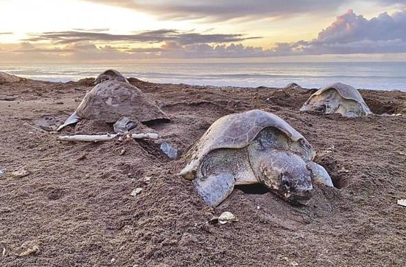 En Panamá se creó el decreto ejecutivo 5 del 1 de febrero de 2017 para prevenir la explotación de la tortuga carey.