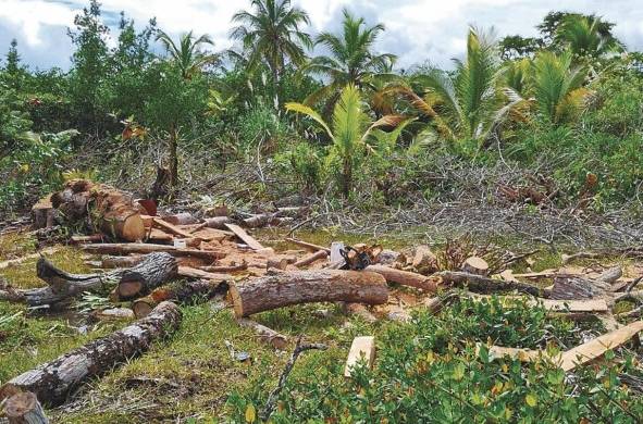 La deforestación altera el ciclo del agua y modifica el clima global.