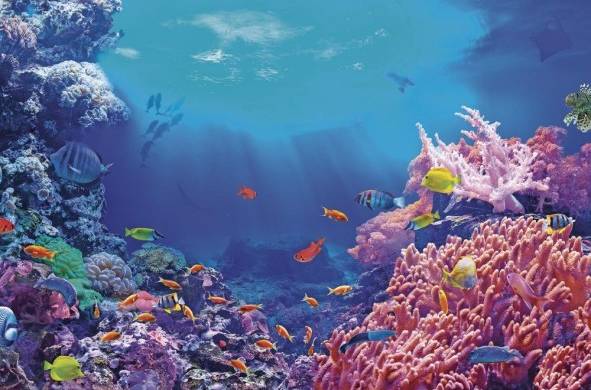 Panamá cuenta con un aproximado de 300 especies de corales duros y blandos.