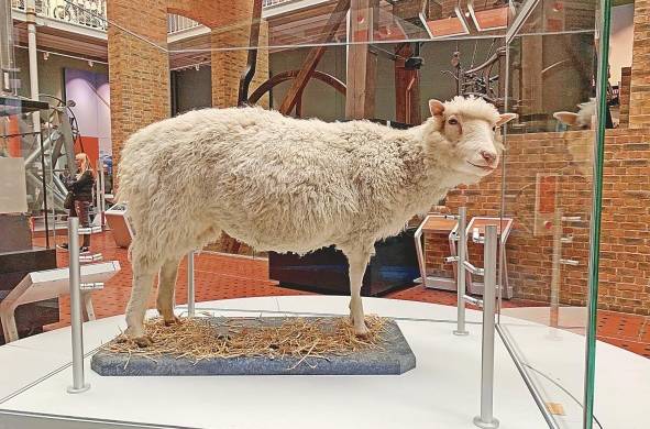 La oveja 'Dolly' nació en el año 1996 gracias al método de clonación conocido como transferencia nuclear celular.