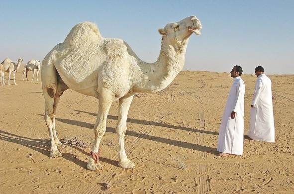 Otro de los atractivos de Arabia son los camellos.