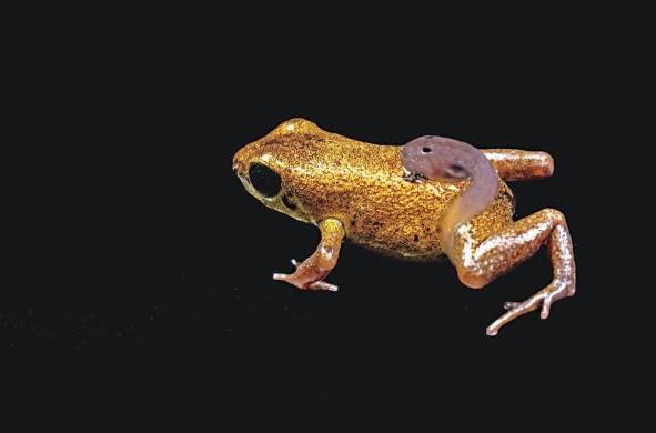 Una de las especies en el Proyecto de Rescate y Conservación de Anfibios de Panamá (PARC) es la rana venenosa de Géminis.