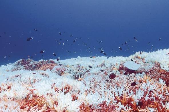 Corales afectados por el blanqueamiento.