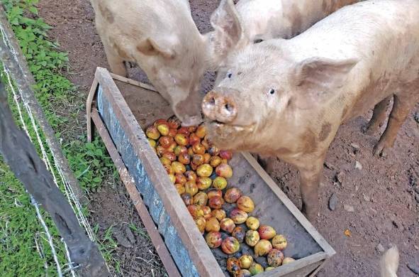 Cerdos criollos son alimentados con lo que la finca produce.