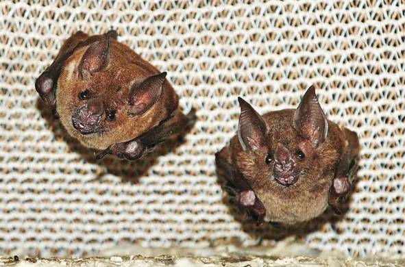 En Panamá hay 120 especies de murciélagos, muchas de estas se encuentran en Guna Yala.