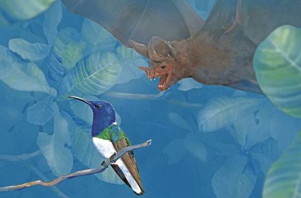 Aproximación hipotética de un murciélago de labios de flecos, Trachops cirrhosus hacia un jacobino de cuello blanco dormido.