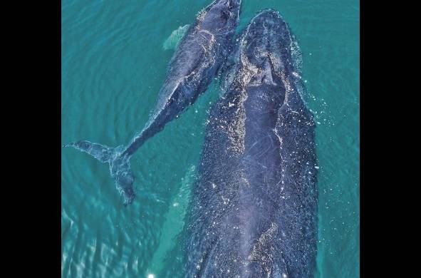 Las ballenas se encuentran actualmente en la categoría de animales amenazados. Es necesario promover su preservación.