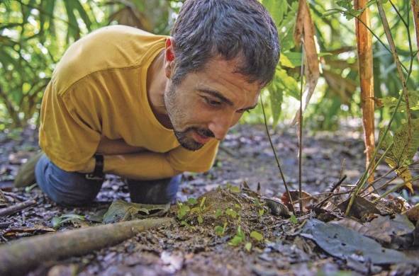 El investigador asociado de STRI Jon Shik observa cómo las hormigas cortadoras de hojas regresan a su nido, llevando trozos de hojas para fertilizar su jardín de hongos subterráneos.