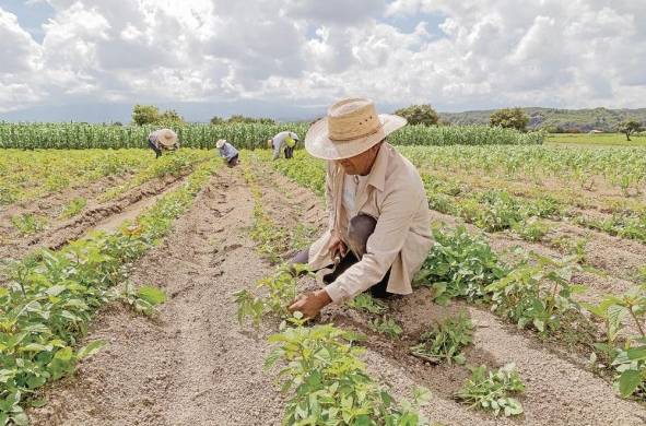 El sector agropecuario genera una quinta parte del empleo en los países miembros del Sica.