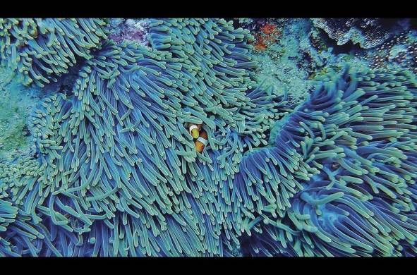 De hecho, todos los seres humanos dependen de los ecosistemas de los arrecifes de coral.