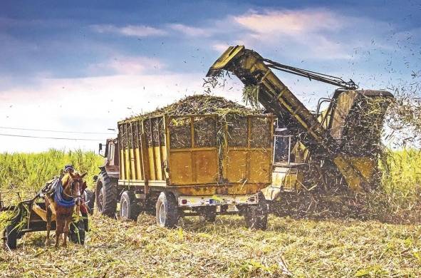 Un tractor recoge la caña de azúcar durante la zafra del Central Azucarero Antonio Sánchez