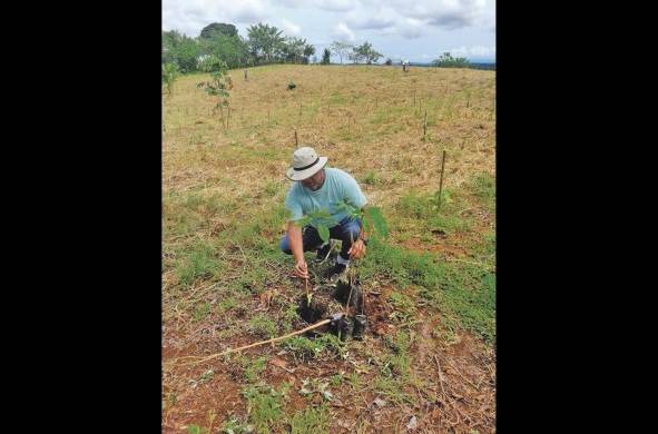 El Instituto Agropecuaria de Panamá desarrolla varios proyectos que tienen como finalidad contribuir a evitar la degradación del suelo.
