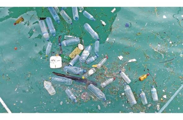Más de 100 mil especies mueren cada año por el plástico.