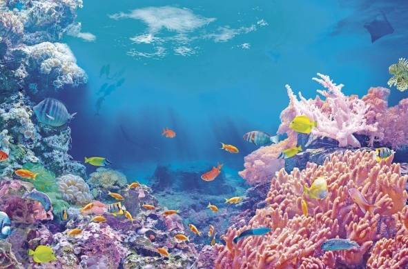 Los corales, al igual que los manglares, tienen otro papel de protección costera.