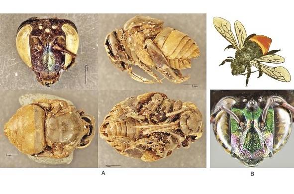 Abejas de las estructuras del nido: A) Vistas de cabeza, lateral, superior e inferior de las abejas encontradas dentro de las celdas, B) dibujo de 'Eufriesea surinamensis' y fotografía de la cabeza de una abeja moderna.