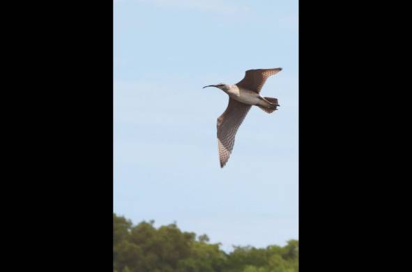 En la bahía de Parita se han podido censar más de 14 mil individuos de aves.