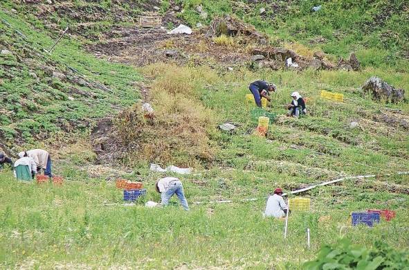 El ministro de Desarrollo Agropecuario, Augusto Valderrama, expresa que los daños al sector agropecuario se aproximan a los $11 millones, principalmente en Tierras Altas, provincia de Chiriquí.