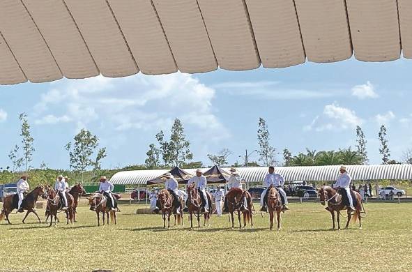La crianza de caballos peruanos de paso en Panamá está registrada desde el siglo XIX.