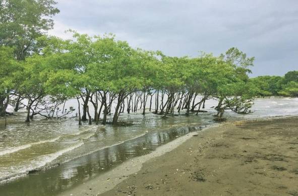 Árboles de mangle emergiendo del litoral areno-fangoso.