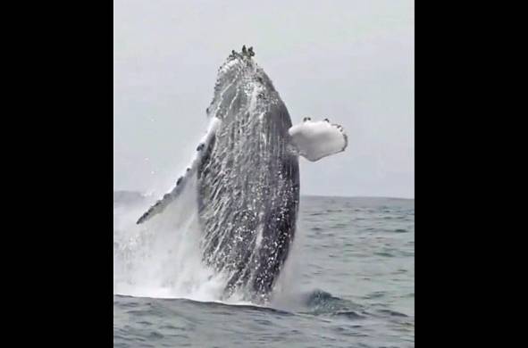 Una inmensa ballena jorobada salta sobre la superficie del mar cerca de isla Iguana, para cortejar a la hembra y ahuyentar a sus rivales .