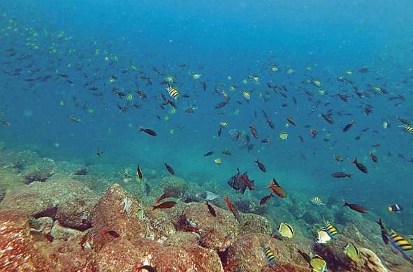 En Panamá realizan monitoreos de los arrecifes en varios sitios del país.
