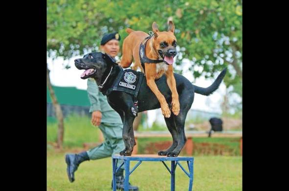 El boxer, rottweiler y pastor alemán son razas utilizadas para protección y rescate.