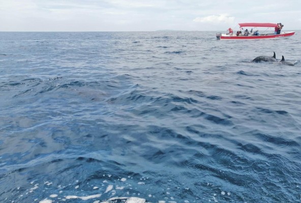 El avistamiento de delfines y ballenas es parte de los atractivos.
