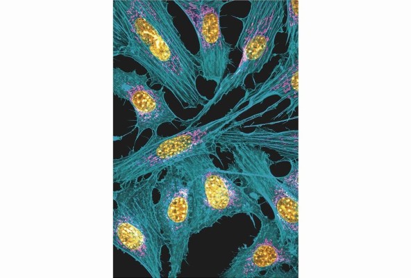 'Sinfonía celular: creando la armonía de la vida', primer lugar de la categoría microscópica