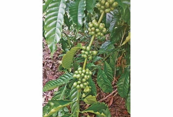 Robusta es una de las variedades de café que se cultivan en Panamá.