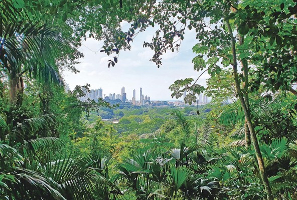 Los bosques albergan diferentes especies y proporcionan materiales y bienes para el ser humano