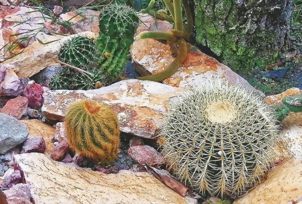 Cactus el sofá de la suegra, que se encuentra en la finca Drácula.
