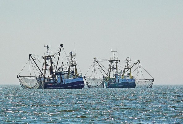Los buques de pesca de captura y buques relacionados a esta actividad deberán usar la plataforma e-LAND para desembarcar.