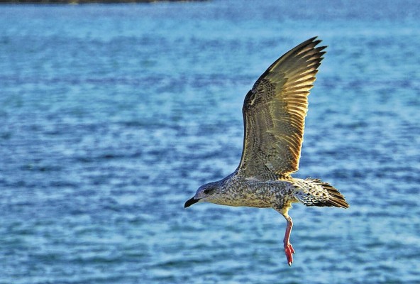 La biodiversidad y su conexión con el ser humano