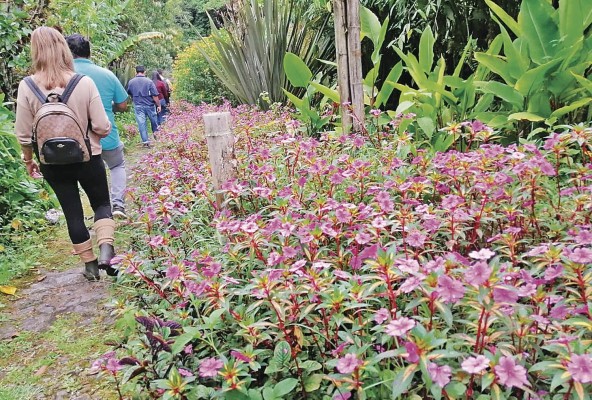La caminata a través de senderos en parques botánicos y fincas cafetaleras, es uno de los atractivos de Tierras Altas.