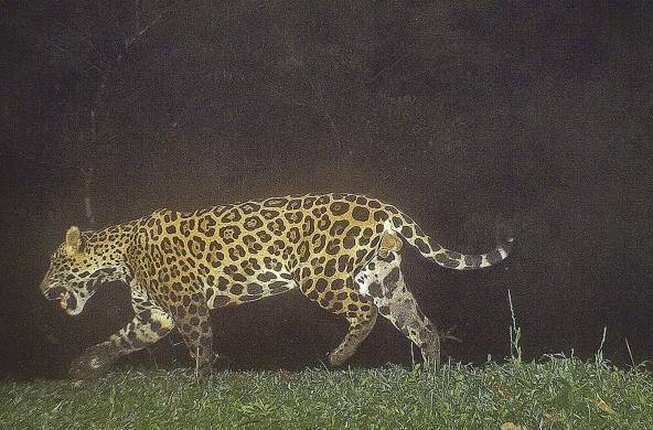 Jaguar en una finca.