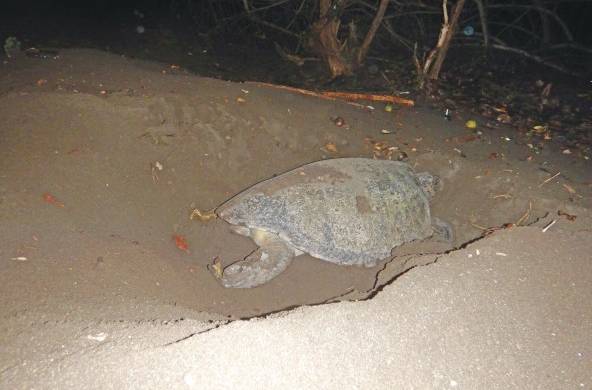 La tortuga verde anida durante la estación seca de Panamá.