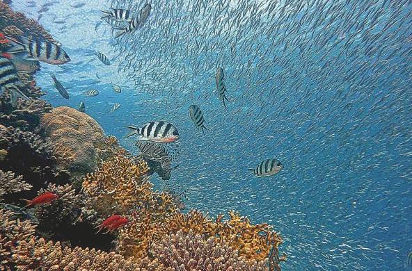 Los ecosistemas marinos son los más vulnerables al impacto del cambio climático.