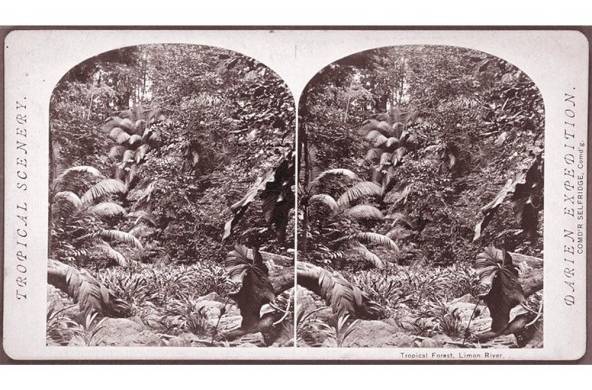 Bosque tropical, expedición a Darién, Panamá, 1871. The New York Public Library.