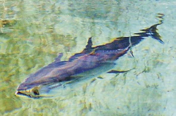 El atún es un pez muy popular en la alimentación de buena parte del mundo.